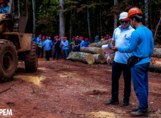 Banco lança linha de crédito para financiamento do setor florestal em Mato Grosso